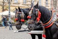 Krakow, Poland, traditional horse drawn carriage ride, two horses closeup, front view. Cracow Old Town, city tours Royalty Free Stock Photo