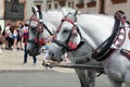 Touristic horse-drawn carriage. Detail. Main market square. Krakow. Poland