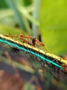 krangkang ants carrying caterpillars colonize on the net