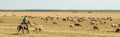 Krasnodar region. Russia. August 17, 2020 A herd of sheep grazes in the dry steppe. The shepherd rides a horse. The