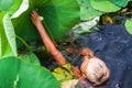 Caucasian boy swims in pond with lotuses gathering coins thrown by people for happiness. Childhood and exploration concept Royalty Free Stock Photo