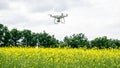 White drone over the field of flowering rape