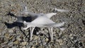 The drone phantom 4 of the company dji with turned on propellers is standing on the gravel.