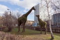 Sculpture of vertical gardening Giraffes in late autumn in the Surikov Square