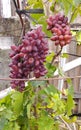 Krasotka Beauty Grapes Royalty Free Stock Photo