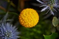 Kraspediya spherical yellow. Close to nature