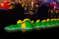 Krathong bread Crocodile Shape green is float on the surface water night time in Loy krathong festival, Krathong bread Crocodile Royalty Free Stock Photo