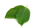 kratom leaf isolated on white background Royalty Free Stock Photo