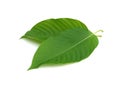 kratom leaf isolated on white background Royalty Free Stock Photo