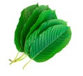 kratom leaf isolated on white background Royalty Free Stock Photo
