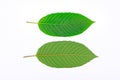 Kratom leaf (Mitragyna speciosa), a plant of the madder family used as a habitforming drug