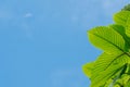 Kratom leaves and Blue Sky background (Mitragyna speciose) herbal at Thailand