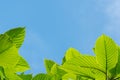 Kratom leaves and Blue Sky background (Mitragyna speciose) herbal at Thailand