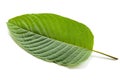 Kratom leaves Royalty Free Stock Photo