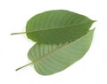 Kratom leaves Royalty Free Stock Photo