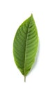 Kratom leaves Royalty Free Stock Photo