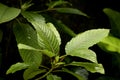 Kratom leaves Royalty Free Stock Photo