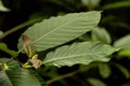 Kratom leaves Royalty Free Stock Photo