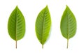 Kratom leaves Royalty Free Stock Photo