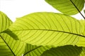 Kratom leaves Royalty Free Stock Photo