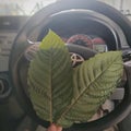 Large kratom leaves compared to streering wheel super green contains high Mitragyna presentage Royalty Free Stock Photo