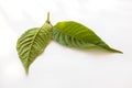 Kratom leaves on white.