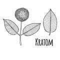 Kratom Mitragyna speciosa flower with leaves. Hand drawn vector outline