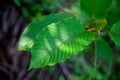 Kratom Mitragyna speciosa green Is a type of drug