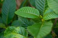 Kratom Mitragyna speciosa green Is a type of drug