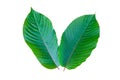 Kratom Mitragyna speciosa green Is a type of drug