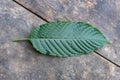 Mitragyna speciosa leaves on the wood background, top view