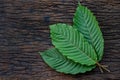 Kratom or Mitragyna speciosa leaves on the wood background