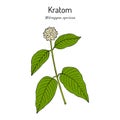 Kratom Mitragyna speciosa , medicinal plant