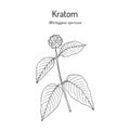 Kratom Mitragyna speciosa , medicinal plant