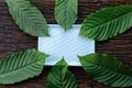 Kratom Mitragyna speciosa Mitragynine leaves frame pattern on white ceramic plate and wooden background