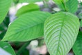 Kratom plant Mitragyna speciosa Mitragynine on blur background ,Drugs and Narcotics Royalty Free Stock Photo