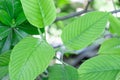 Kratom plant Mitragyna speciosa Mitragynine on blur background ,Drugs and Narcotics Royalty Free Stock Photo