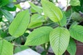 Kratom plant Mitragyna speciosa Mitragynine on blur background ,Drugs and Narcotics Royalty Free Stock Photo