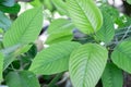 Kratom plant Mitragyna speciosa Mitragynine on blur background ,Drugs and Narcotics Royalty Free Stock Photo
