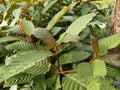 Kratom tree Mitragyna Speciosa plants indo herb Royalty Free Stock Photo
