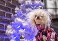 Hippie dog celebrates the New Year holiday on the background of a white Christmas tree.