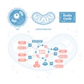 Krebs cycle vector illustration. Cellular respiration labeled outline scheme Royalty Free Stock Photo