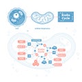 Krebs cycle vector illustration. Cellular respiration labeled outline scheme