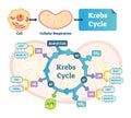Krebs cycle vector illustration. Citric tricarboxylic acid labeled scheme Royalty Free Stock Photo