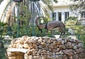 Kri-Kri, Cretan Mountain Goat