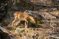 Kri Kri goat in Samaria gorge - Crete, Greece Royalty Free Stock Photo