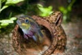 Kribensis (Pelvicachromis pulcher) Royalty Free Stock Photo