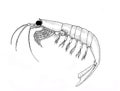 Krill. Back and white hand drawn image.