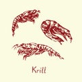 Krill, with inscription, hand drawn doodle