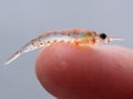 Krill may be tiny in stature  but they play a giant role in many ocean ecosystems. Royalty Free Stock Photo